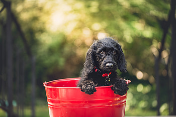 Animals, Dog, Puppy, Is Sitting, Sits, Bucket HD wallpaper