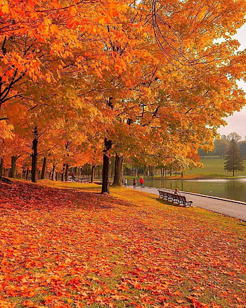 Naver forget, orange, people_in_nature HD phone wallpaper