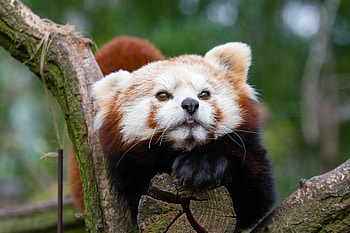Animals, Muzzle, Spotted, Spotty, Red Panda, Little Panda, Small Panda HD wallpaper