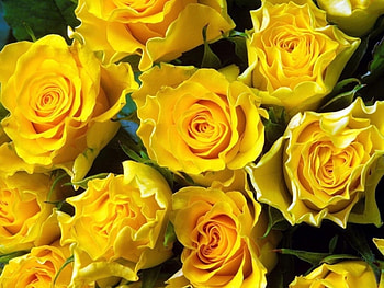 Plants, Flowers, Roses HD wallpaper