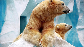 Animals, Bears, Wall, Paws, Wool, Zoo HD wallpaper