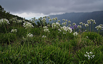 Landscape, Flowers, Mountains HD wallpaper