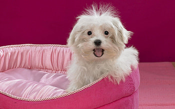 Animals, Sit, Dog, Muzzle, Bed, Terrier HD wallpaper