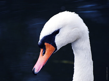 Animals, Birds, Swans HD wallpaper