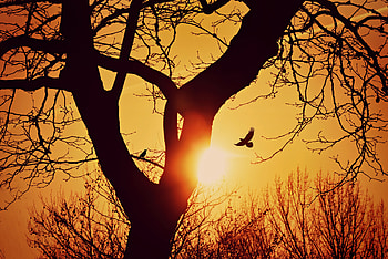 Nature, Sunset, Silhouette, Bird, Wood, Tree, Branches, Flight HD wallpaper