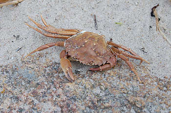 Crabbe, summer, sand, beach HD wallpaper