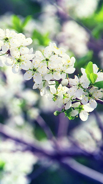Flower, White Floral, Tree Branches HD phone wallpaper