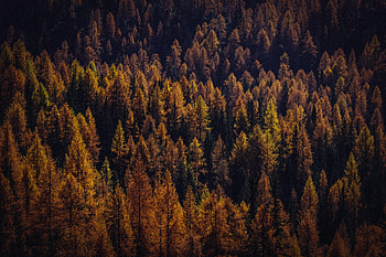 Nature, Trees, Autumn, View From Above, Forest, Shadows HD wallpaper