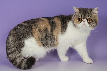 exotic shorthair cat, tortoise, tabby, white, tricolor HD wallpaper