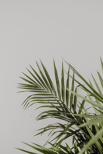 Leaves, Plant, Minimalism, Palm HD phone wallpaper