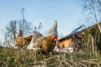 Clucking session, animal, chicken, bird, hen HD wallpaper