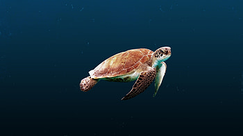 Chelonia mydas, Sea Turtles HD wallpaper