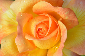 Drops, orange rose, close up HD wallpaper