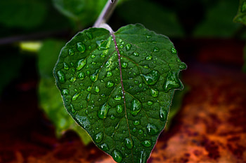 Nature, close up, drops, leaf HD wallpaper