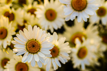 Flowers, Camomile, Macro, Petals, Focus HD wallpaper