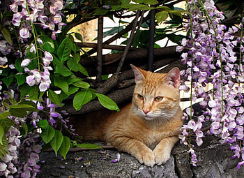 Cat, cats, kitties HD wallpaper