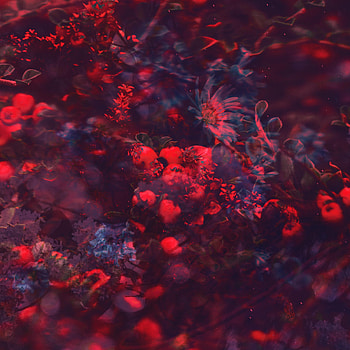 Flowers, Berries, Miscellanea, Miscellaneous, Blur, Smooth, Branches, Collage HD phone wallpaper