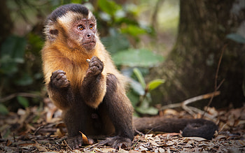 Capuchin Monkey, animal, primate, monkey, capuhin HD wallpaper