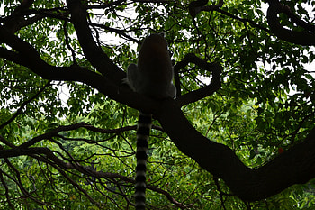 Lemur in Tree, china, zoo, animals, lemur HD wallpaper