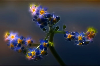 Beautiful Flowers, cool, beautiful, flowers HD wallpaper