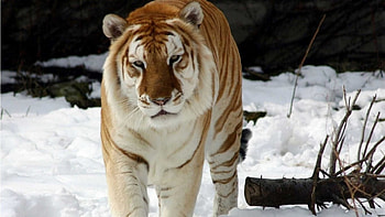golden tiger, golden, winter, tiger, snow HD wallpaper