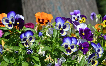 Pansies, nature, flowers, plants HD wallpaper