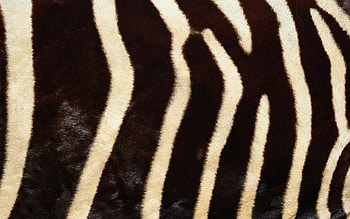 Zebra, Texture, Lines, Textures, Stripes, Streaks, Fur HD wallpaper