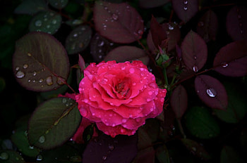 Red Rose, Macro, Flower, Red, Rose HD wallpaper