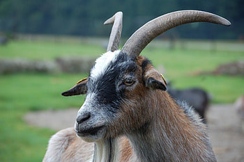 Goat, knuthenborg, ged, dyrepark HD wallpaper