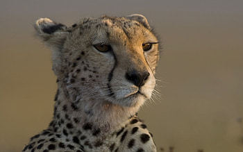 Animals, Leopard, Muzzle, Big Cat, Waiting, Expectation HD wallpaper