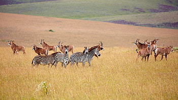 United states department, Malawi travels HD wallpaper