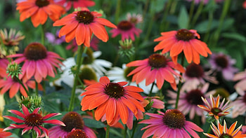 Echinacea, garden, flowers, flowerbed, piant HD wallpaper