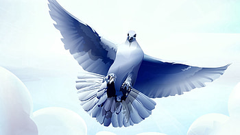 Feather, Vector, Bird, Flight, Wave, Dove, Sweep HD wallpaper