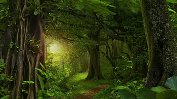 National forest , Nature's sanctuary, Vast woodland, Scenic vistas HD wallpaper