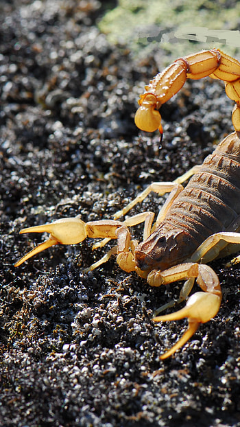 The common yellow, Scorpions HD phone wallpaper