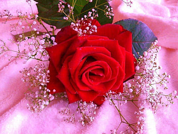 Red Rose, red rose with green leaves, pink flowers, small, pink background HD wallpaper