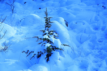 Winter, Nature, Snow, Fir, Spruce, Drifts, Thorns, Prickles HD wallpaper