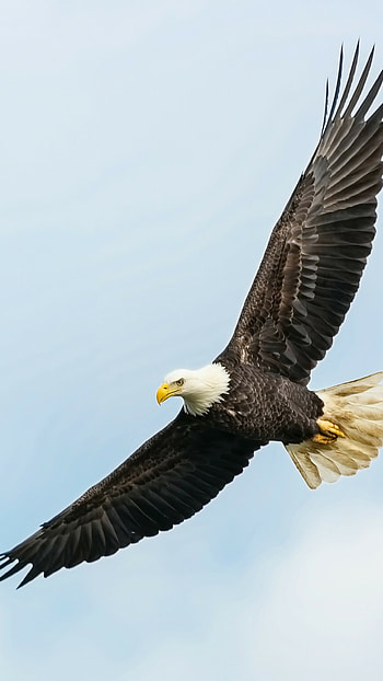 Graceful flight, Piercing gaze, Feathers in motion, Sky-high hunter HD phone wallpaper