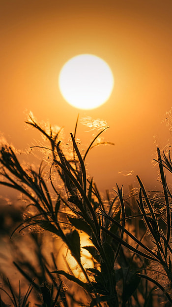 Sunlit Close-Up: Golden Reeds — , close-up, sun, graphy HD phone wallpaper