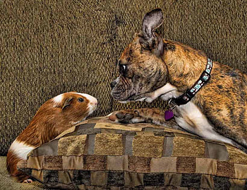 Friendship, dog, animal, bunny, puppy HD wallpaper