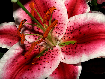 fleur, nature, flowers HD wallpaper