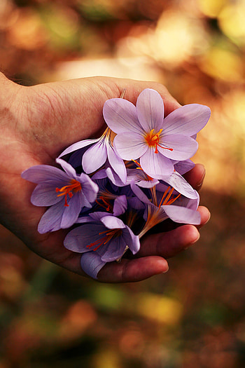 Flowers, Hands, Spring HD phone wallpaper