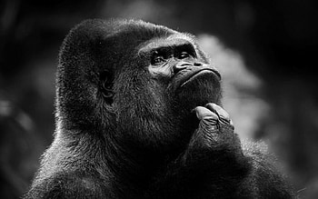 Dark, Muzzle, Monkey, Chimpanzee HD wallpaper