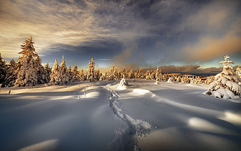 Snow Covered Mountain, trees, winter, mountain, snow HD wallpaper