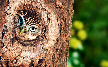 Owl, tree, brown, bird, bufnita, nature, pasari HD wallpaper