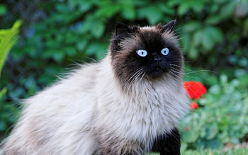 Birman domestic cat, Cat breed beige, Cat pets cute HD wallpaper