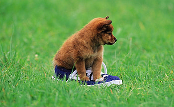 Dog, pay, dogs, cute, puppies, beauty, dog face, animals, adorable, sweet, beautiful, playful, playful dog, puppy, pretty, face, lovely, bubbles HD wallpaper