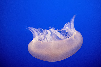 Animals, Water, Jellyfish, Swimming, Macro, Tentacles HD wallpaper