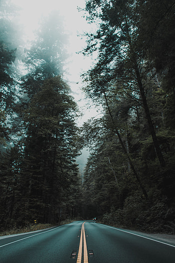 Nature, Trees, Road, Turn, Markup, Fog HD phone wallpaper