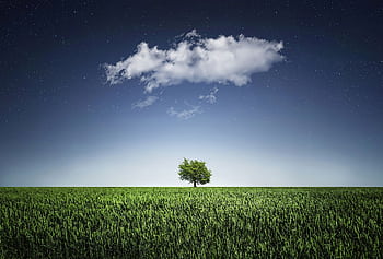 A solitary tree in a field beneath a cloud and star-filled night sky, showcasing nature's serenity. HD wallpaper